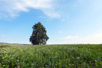 Obraz premium trees in the meadow