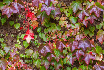 Jungfernrebe mit bunten Blättern wächst an der Wand im Herbst
