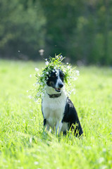 Mixed breed dog portrait outdoor