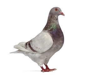 Side view of a Texan pigeon winking isolated on white