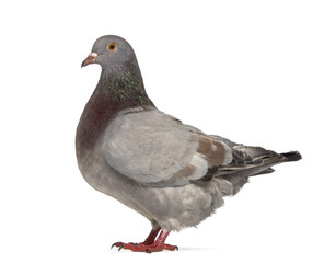 Side view of a Texan pigeon isolated on white