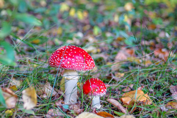 Fliegenpilz wächst im Wald, Pilz ist schön bringt Glück ist aber giftig
