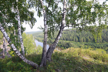 Fototapeta premium birch grove in the Urals