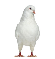 Front view of a White King Pigeon isolated on white