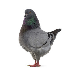 Side view of a King Pigeon isolated on white