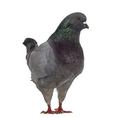 Side view of a King Pigeon isolated on white