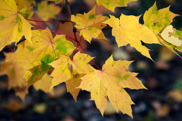 Fototapeta na wymiar golden autumn