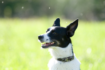 Naklejka na ściany i meble Mixed breed dog portrait outdoor