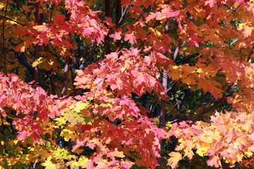golden autumn