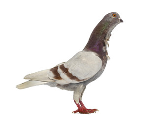 Side view Italian owl pigeon isolated on white