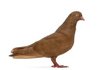 Side view of a Tumbler belgium pigeon isolated on white