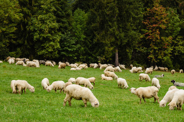 Owce na pastwisku
 - obrazy, fototapety, plakaty