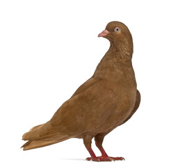 Side view of a Tumbler belgium pigeon isolated on white