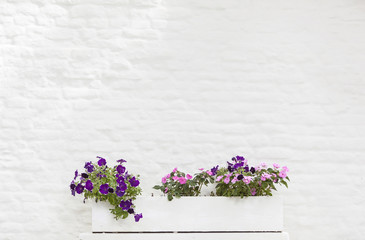 pink and purple flowers against white painted brick wall