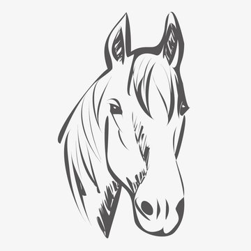 Horse illustration vector
