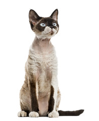 Devon rex staring sitting isolated on white