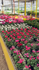 Fototapeta na wymiar Variedad de flores y plantas en un vivero,tienda jardinería y floristeria.