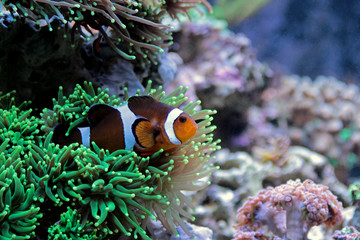 Ocellaris Clownfish in Tropic Reef Aquarium