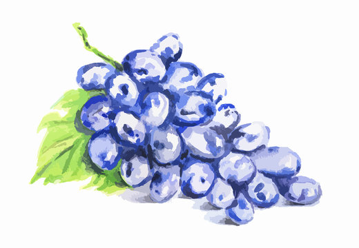 Isolated watercolor grape on white background. Fresh and juicy fruit.