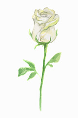 Obraz premium Isolated watercolor white rose on white background