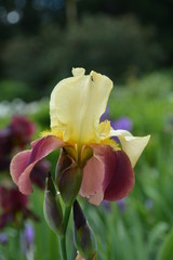 Beautiful iris flower in the garden in summer