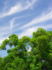 夏の楠と青空