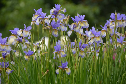 Many beautiful iris flowers in the garden 