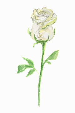 Isolated watercolor white rose on white background