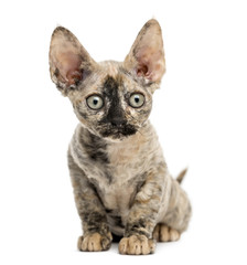 Devon rex cat sitting isolated on white