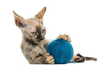Devon rex with a wool ball isolated on white
