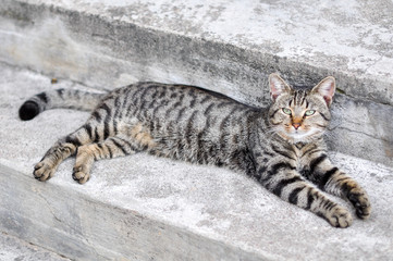 cat resting on the stairs