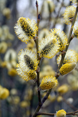 fluffy willow shoots