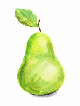 Isolated watercolor pear on white background. Soft and sweet juicy fruit.