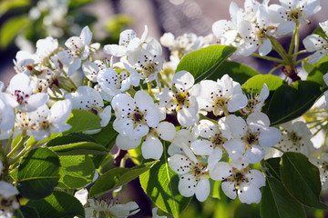 apple blossoms