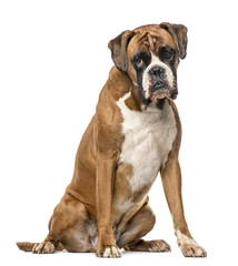 Boxer, 4 years old, sitting on white background