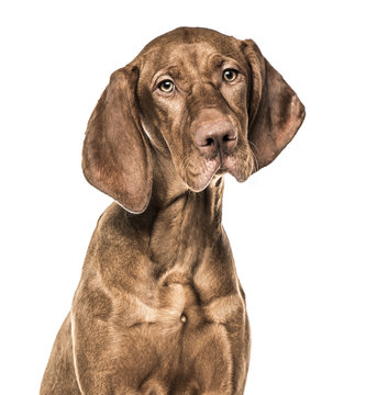 Close-up of Vizsla puppy, 6 months old, isolated on white foto de Stock |  Adobe Stock