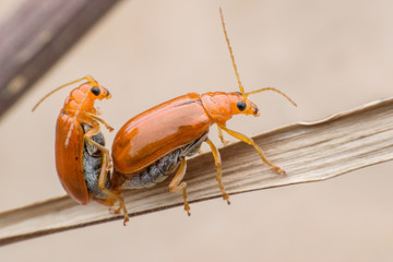 Cucumber or Cucurbit  beetle  mating on dried leaf