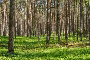 Vibrant spruce pine forest