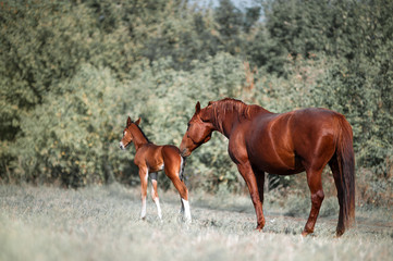 Big, beautiful brown horse gets acquainted with a small colt, who two days old. Mare and foal in...