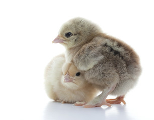 Small fluffy chickens