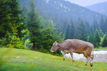Fototapeta na wymiar Beautiful gray cow grazes in a meadow among the firs in the mountains