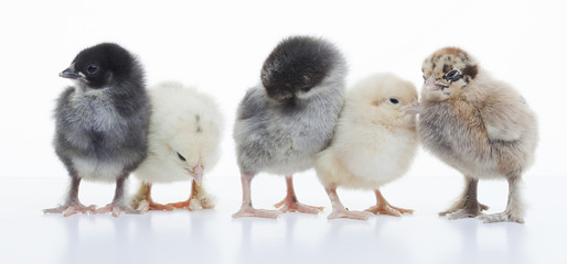 Small fluffy chickens