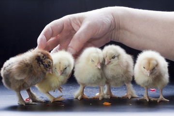 Small fluffy chickens