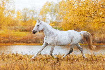 Beautiful horse Arabian breed white suit standing on the background of autumn forest and yellow foliage. The stallion runs trot in field