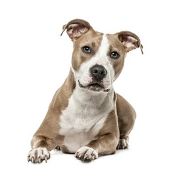 American Staffordshire Terrier lying, isolated on white