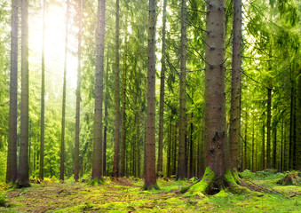 Obraz premium bajkowy las