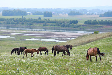 horse on pasture