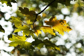 twig gold green leaves hung high in a tree