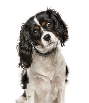 Cavalier King Charles Spaniel tilting head and looking at camera