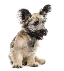 Skye Terrier dog sitting looking away isolated on white